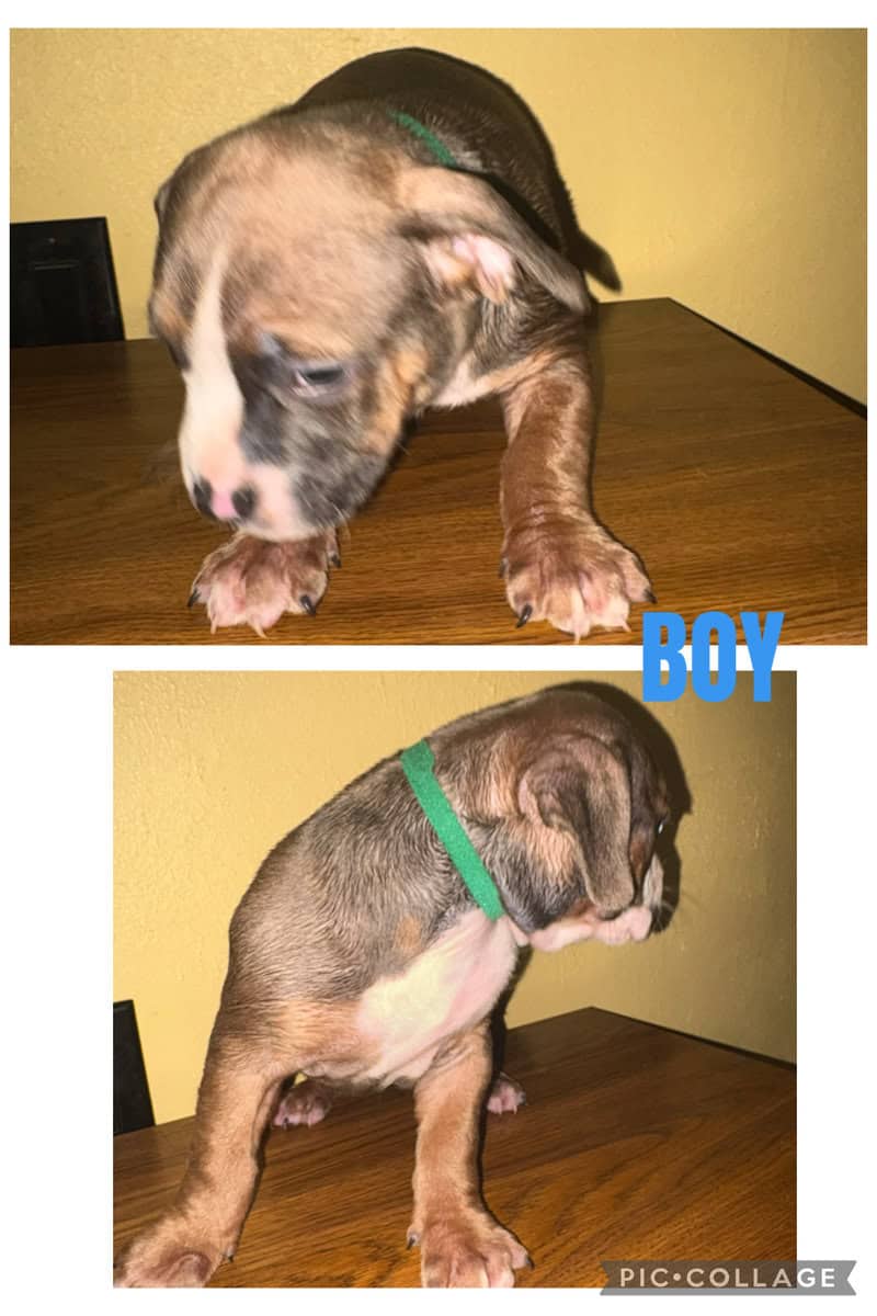 ABKC Registered American Bully puppies image 3