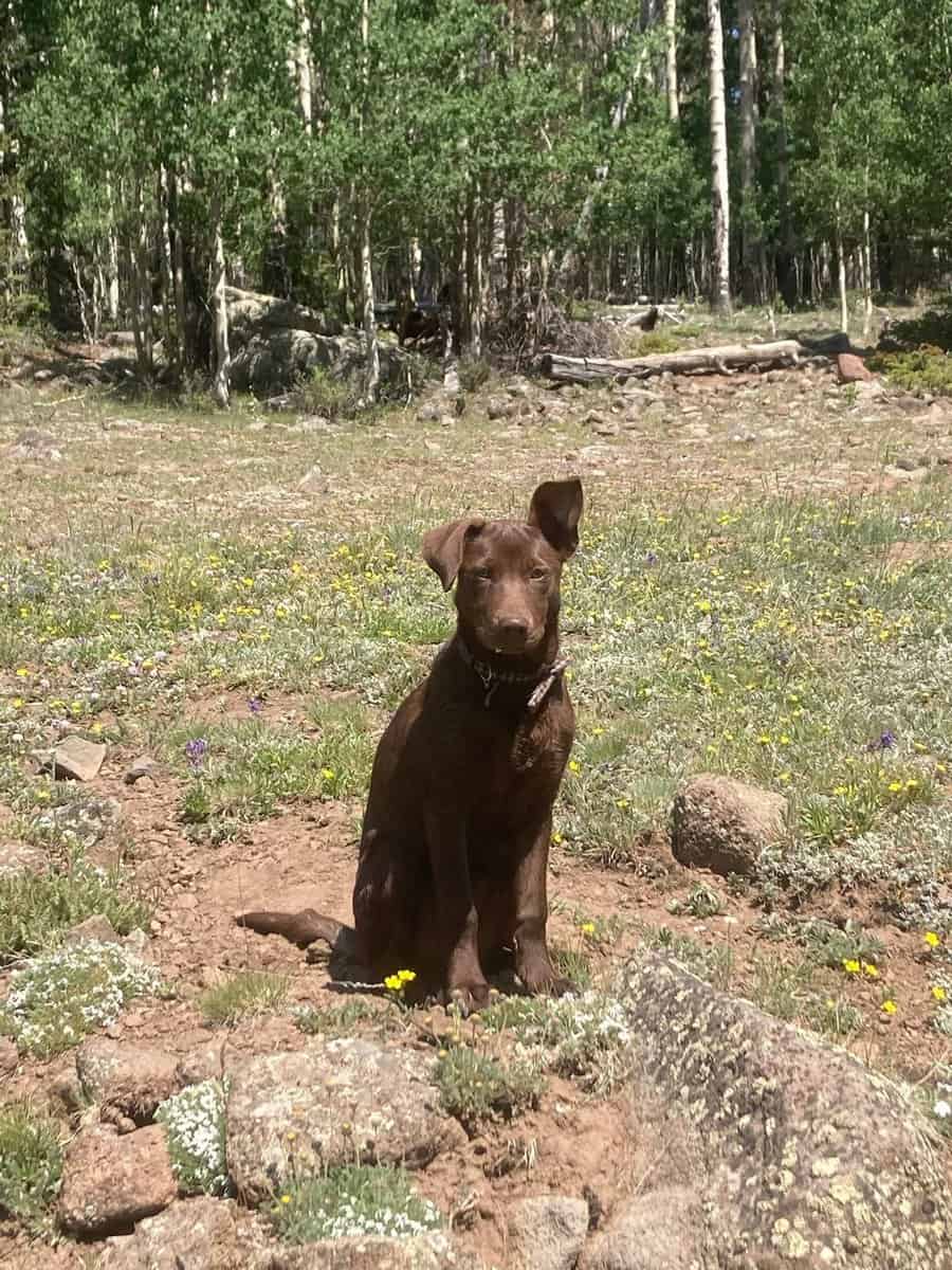 Free dog image 1
