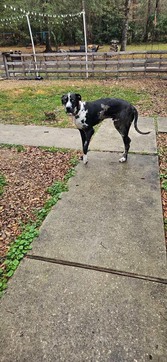 Two 9 month old Danes for sale image 5