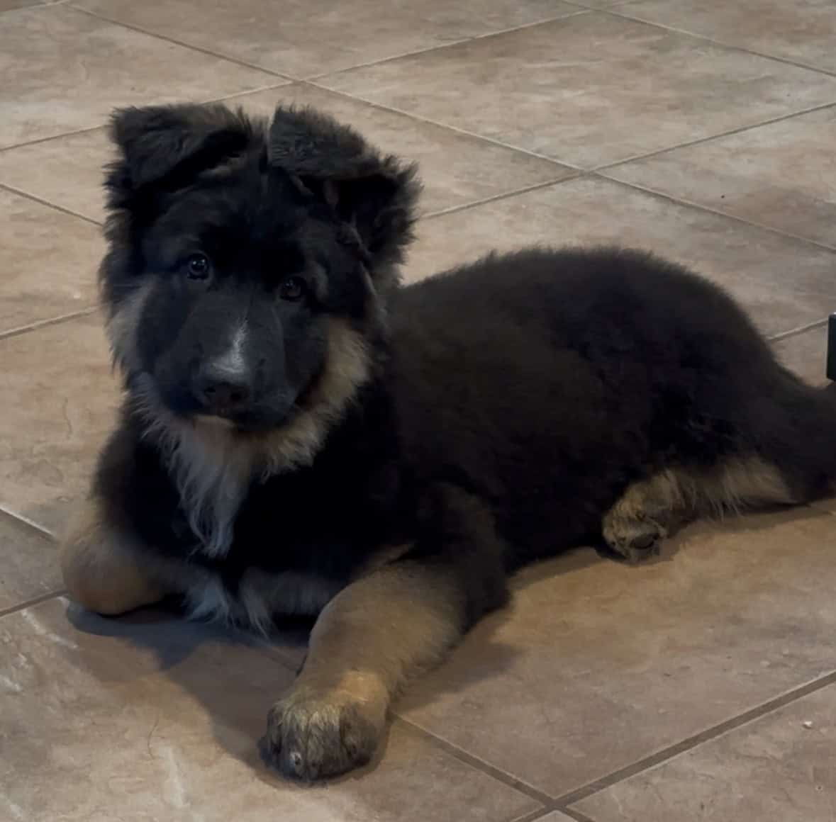 12 Week old AKC Reg German Shepherd Puppies image 1