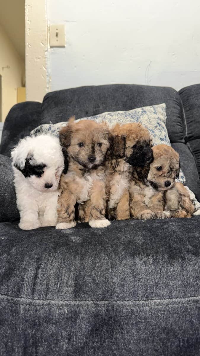 Maltipoo puppies image 1