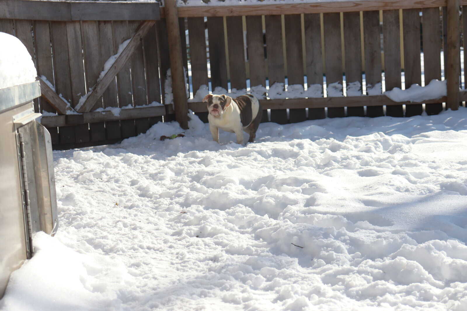 Molly, Victorian Bulldog image 1