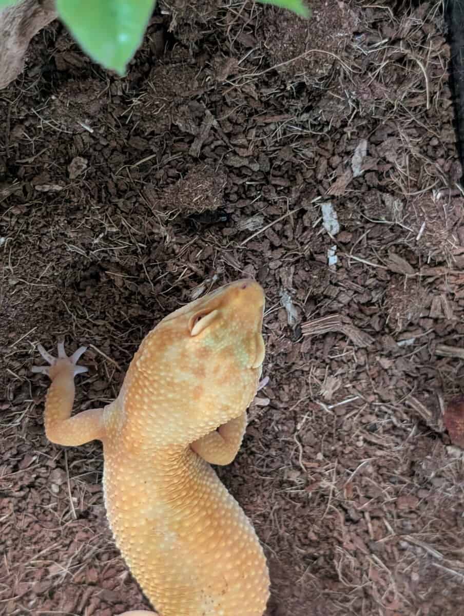 Crested and Leopard Geckos image 5