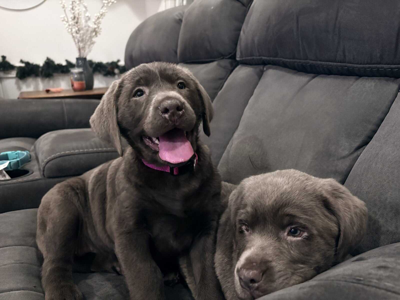 Labrador Puppy image 1