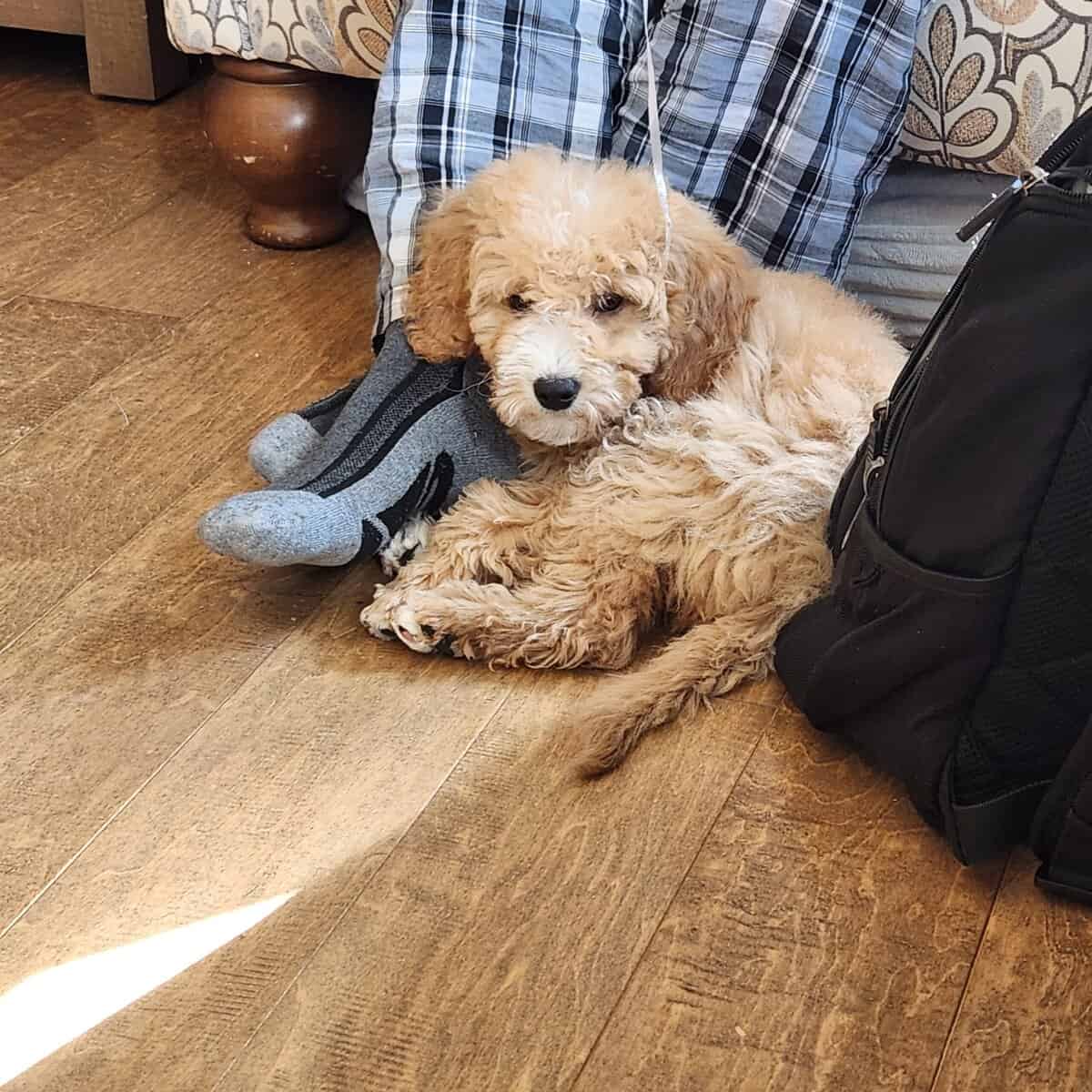 Female Mini Goldendoodle image 4
