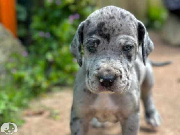 Adorable Great Dane puppies image 8