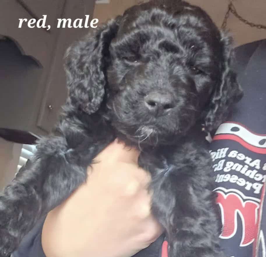 Mini Goldendoodles puppies image 1