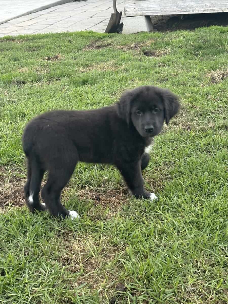 Newfoundland / Great Pyrenees / Great Dane Puppies image 2