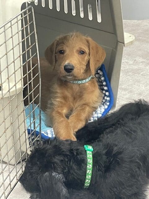 Doodle puppies ready for furever homes. image 2
