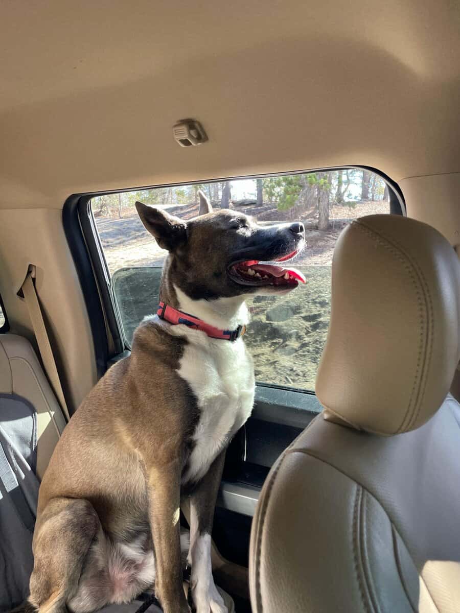 Ridley needs rehoming ASAP image 1
