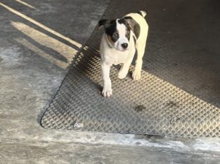 Mountain Feist pups for sale