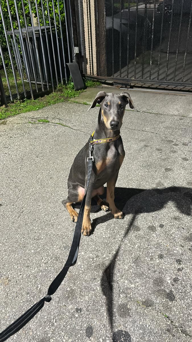 Doberman Puppy image 6