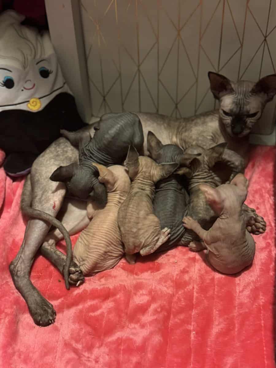 Sphynx kittens image 3