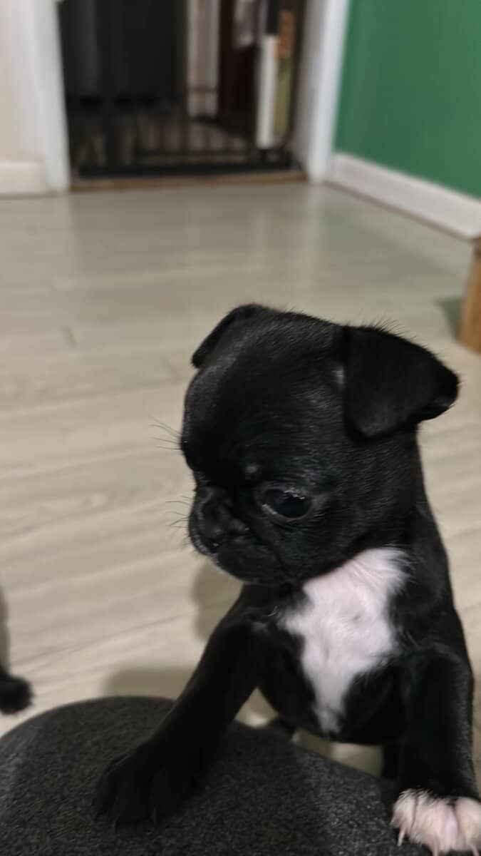 Bugg Puppies image 13
