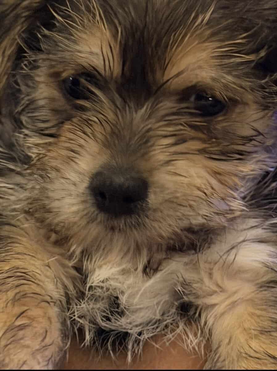 Playful Morkie Babies (Puppies) image 2