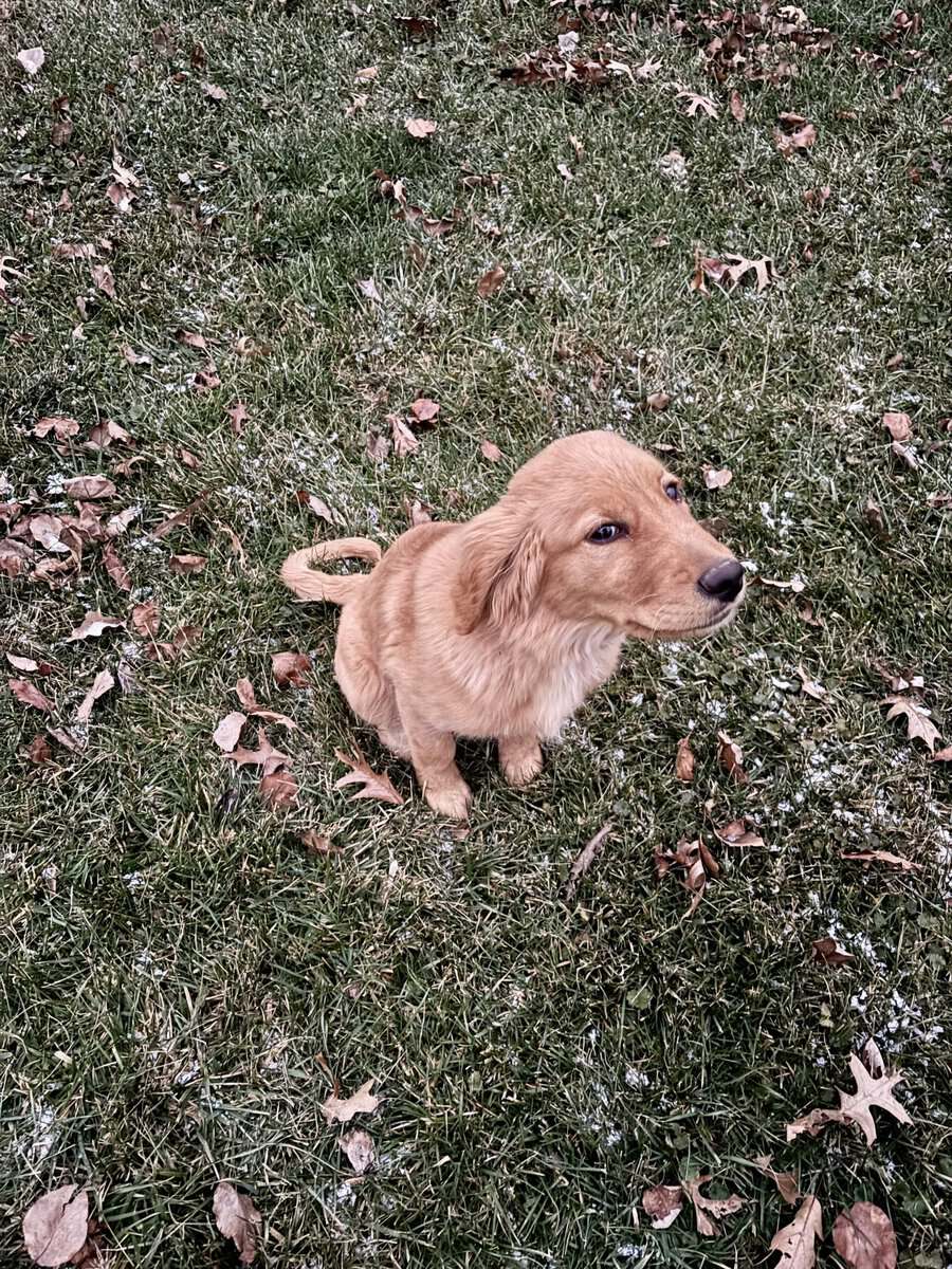 Puppy for sale image 7