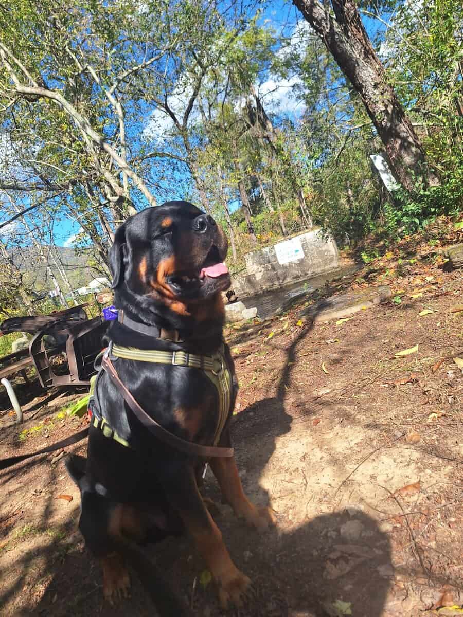 AKC Certified Litter Proven Rottweiler Stud image 3