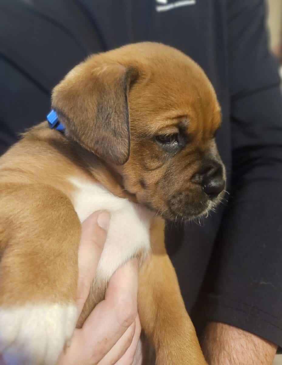Boxer/Rotweiller Mix Puppy image 1