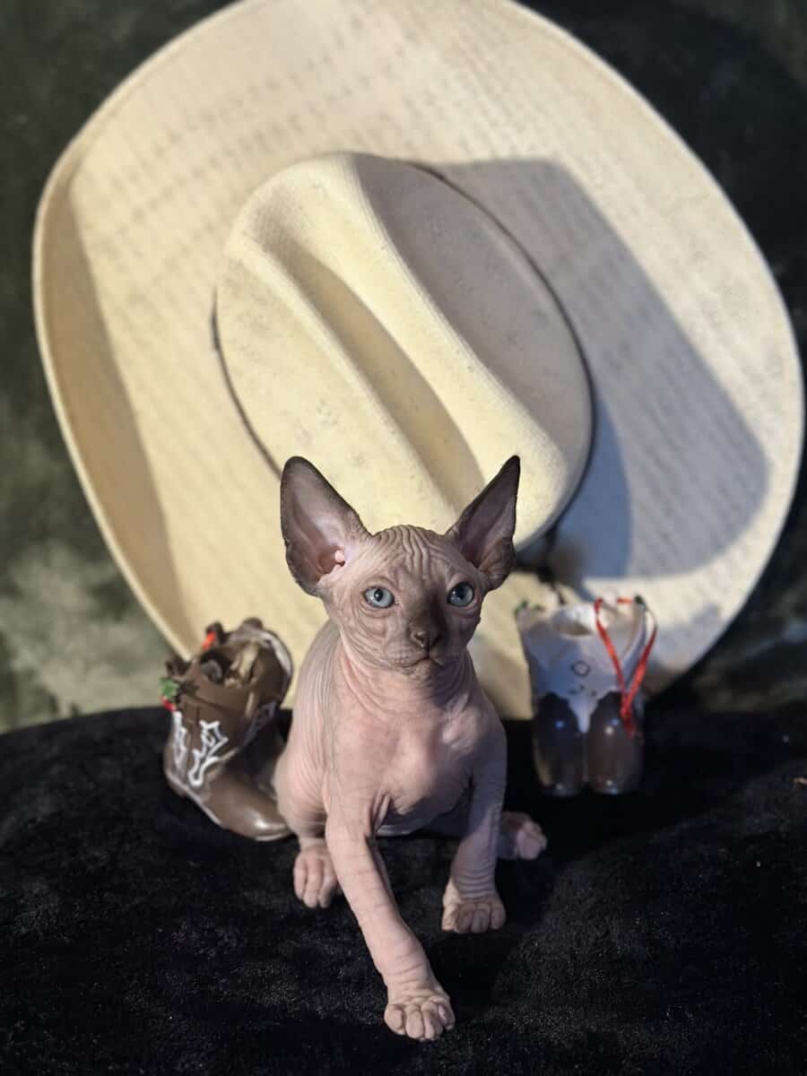 Sphynx babies image 1