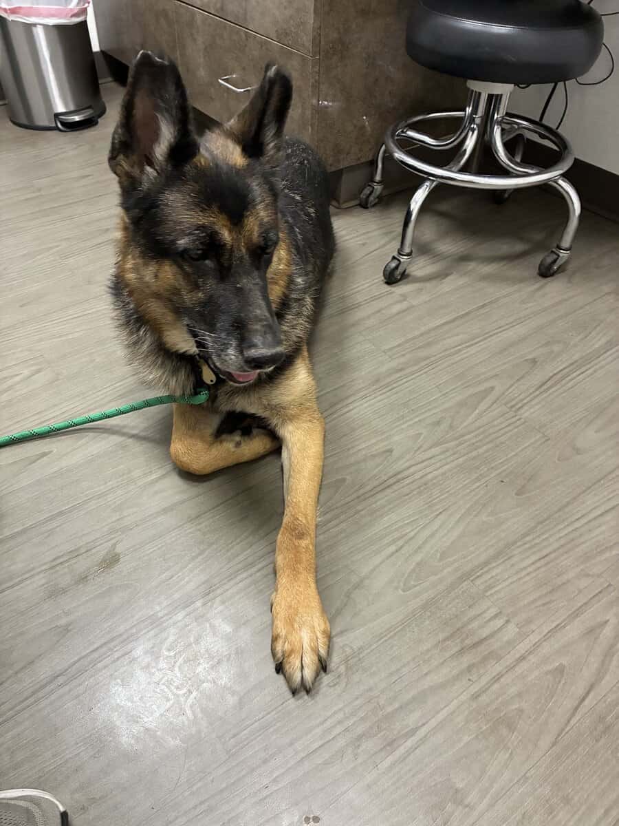Male German Shepherd GSD looking for a new home image 3