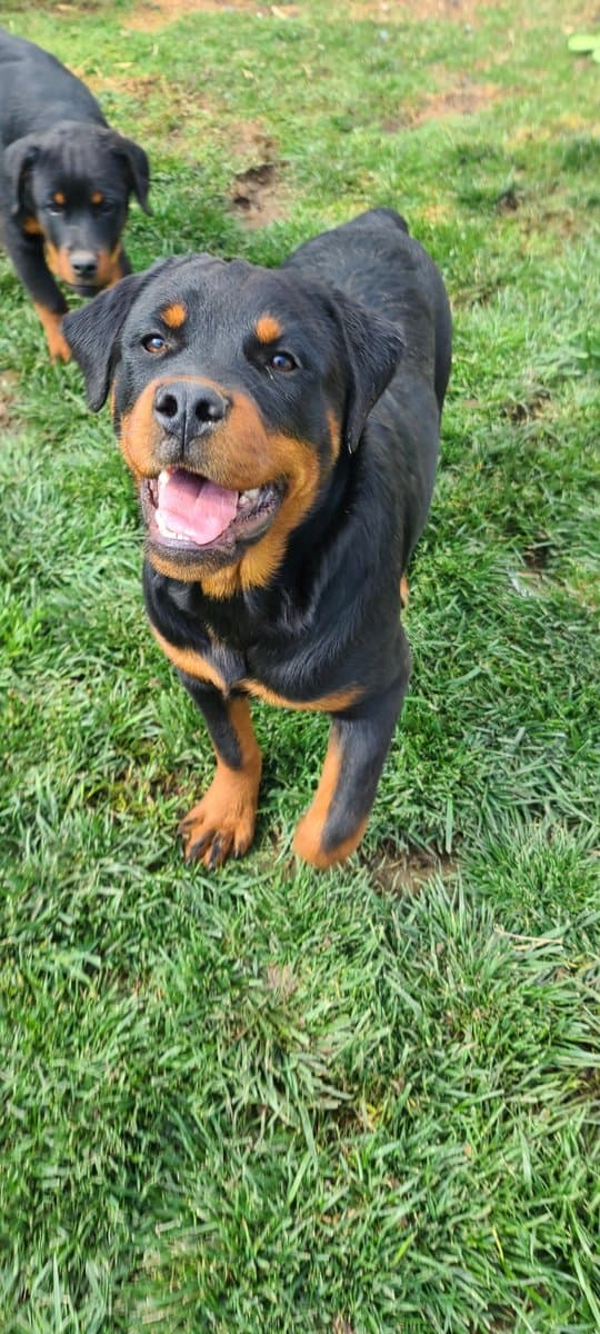 German Rottweiler image 2