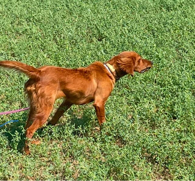 Purebred Irish Setters image 7