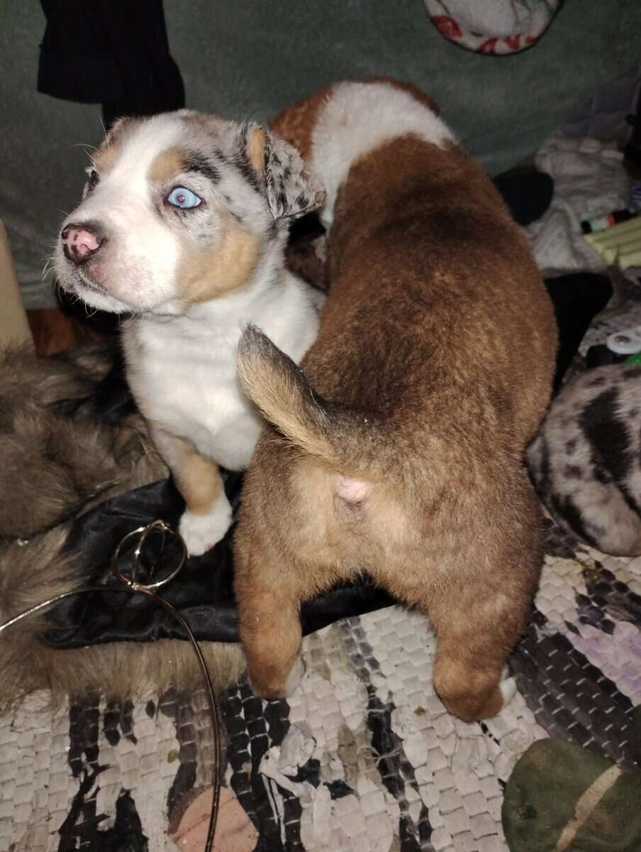 Heeler, collie , and mastiff image 5