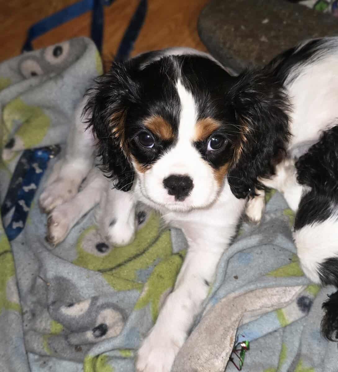 Cavalier King Charles spaniels image 2