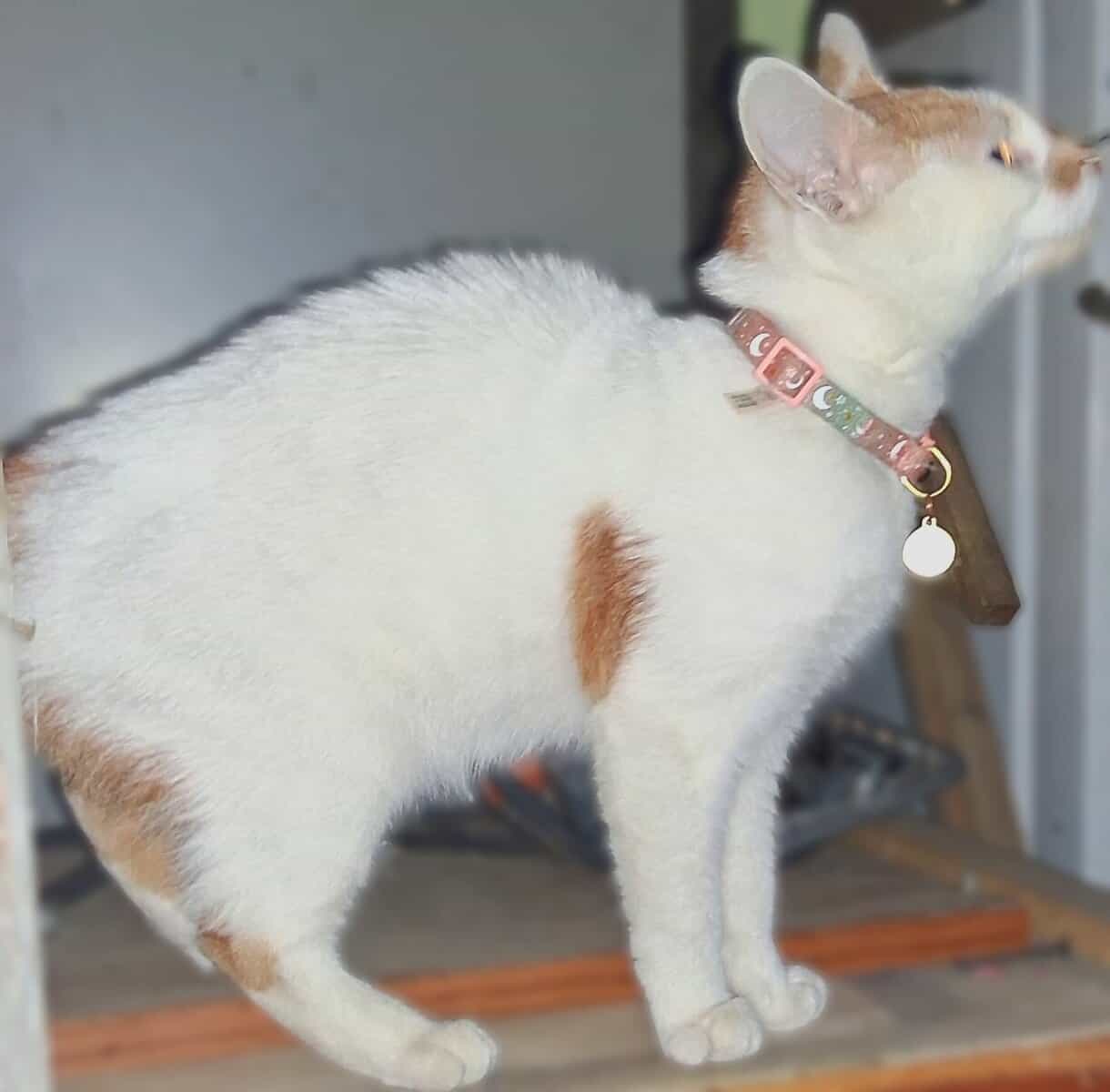 BESTIES 🐱+🐱=❤️3m old Boy&Girl Seeks Loving Home image 5