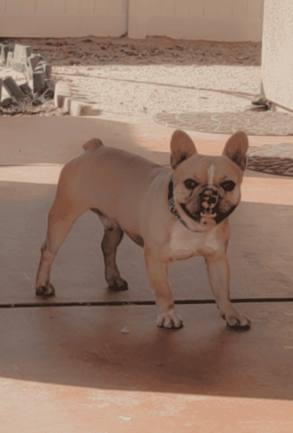 Isabella frenchie forsale image 5