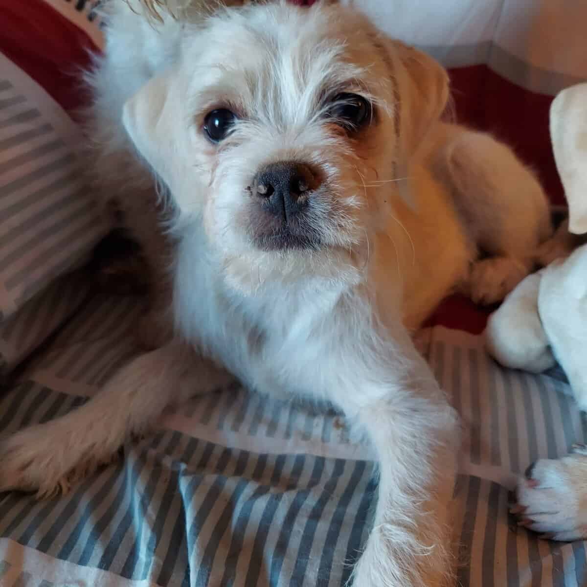 PUPPIES image 3
