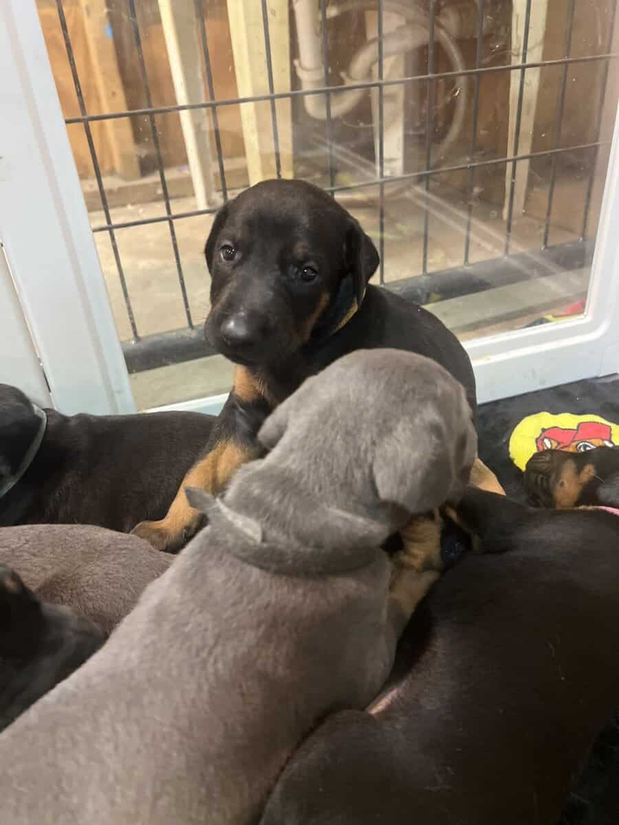 doberman image 4