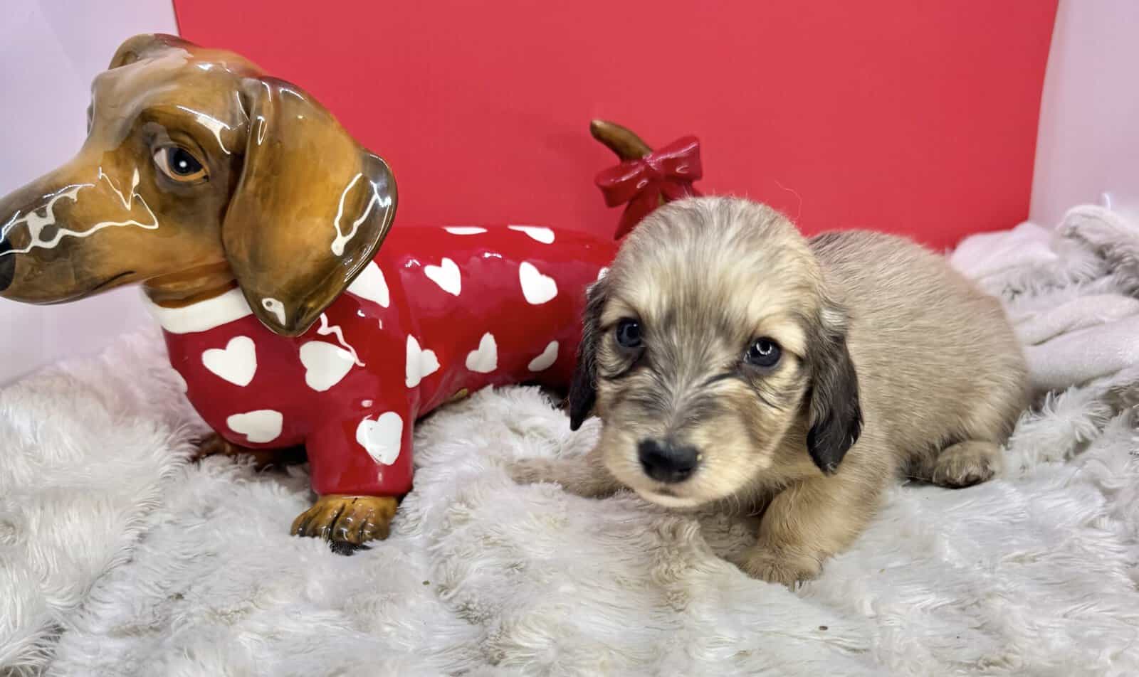 Champion bred dachshund puppies-Import line AKC image 17