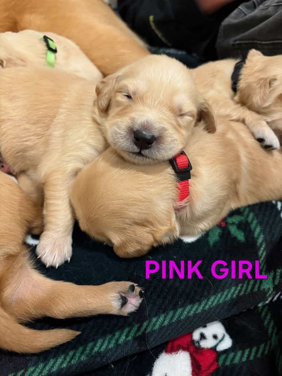Puppies image 3