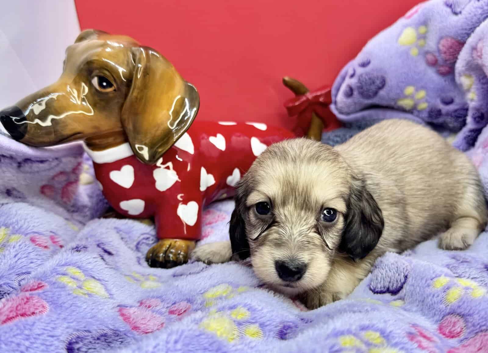 Champion bred dachshund puppies-Import line AKC image 19