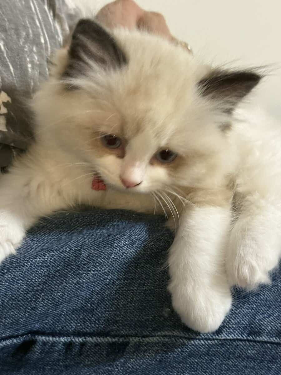 Available Blue Point Bicolor Ragdoll Kittens image 8
