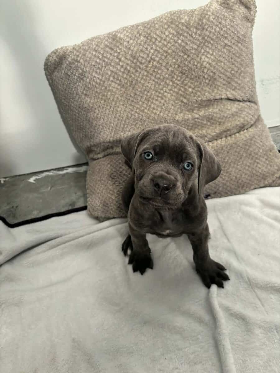 Cane corso puppies image 5