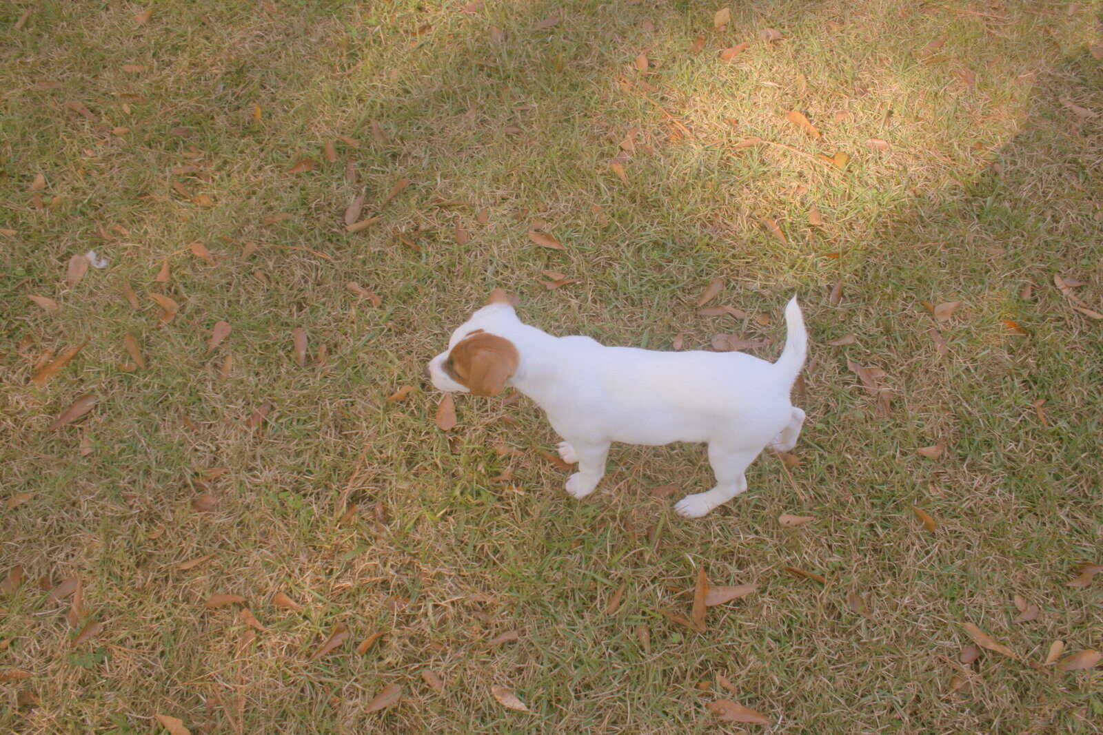 Jack Russell Terrier Puppies for sale image 8