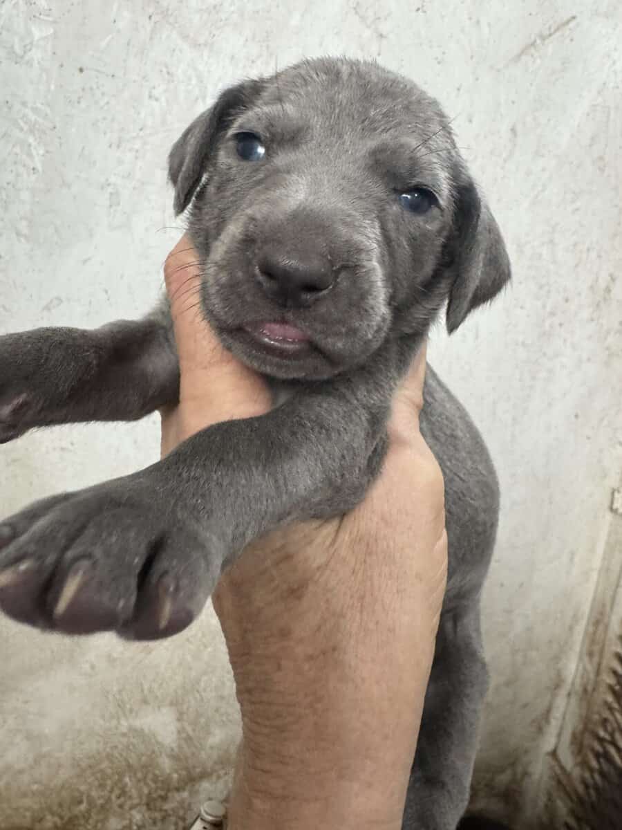 Weimaraner Puppies image 4