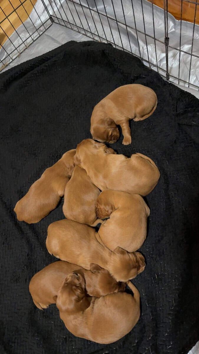 Purebred Irish Setters image 2