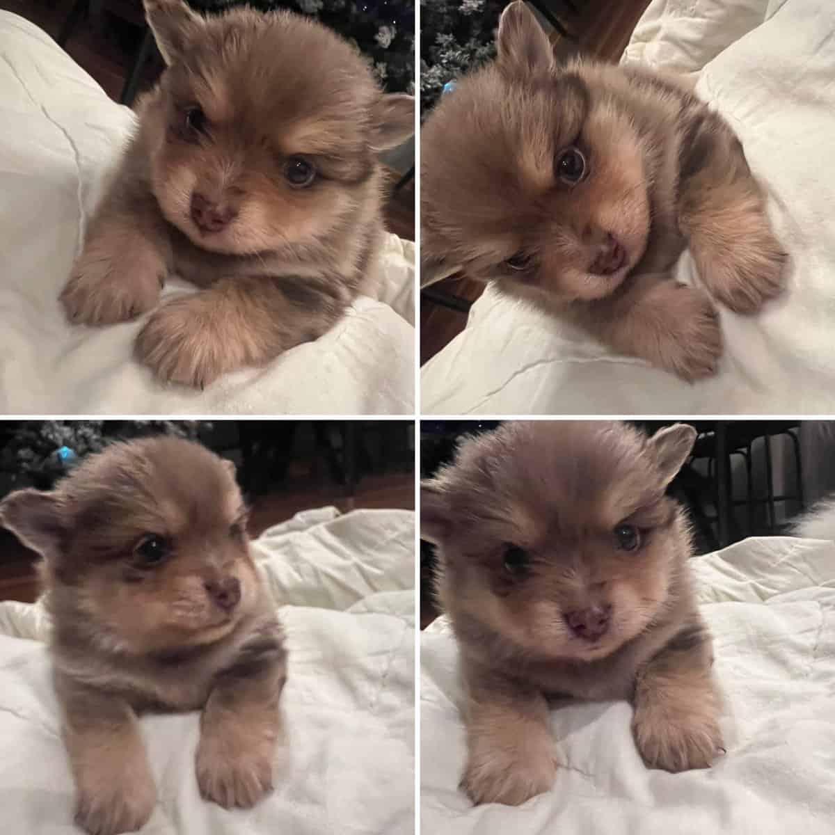 Pomeranian puppies image 5