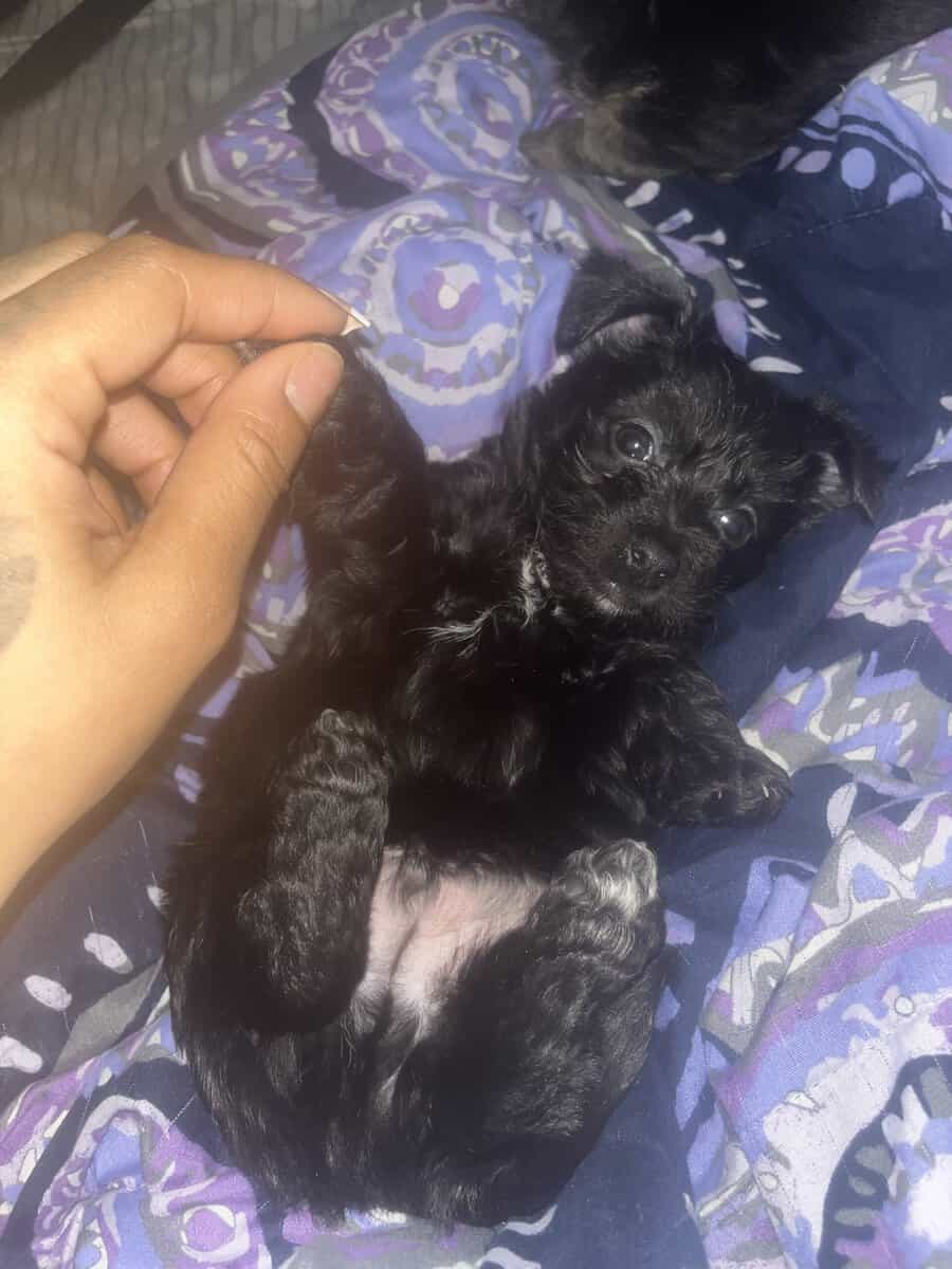 Yorkiepoo / Chihuahua Mix Puppies image 2