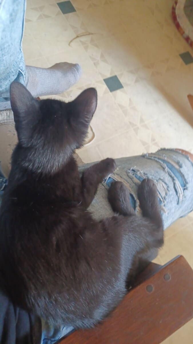 Young cat image 2