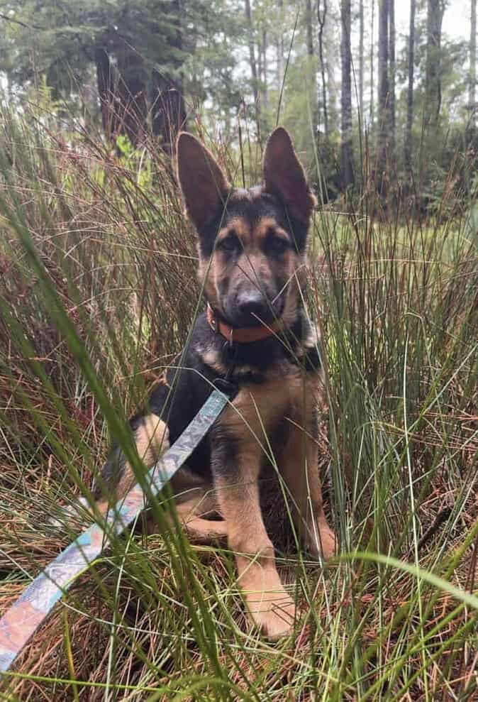 Beautiful German Shepherd Mali mix image 1