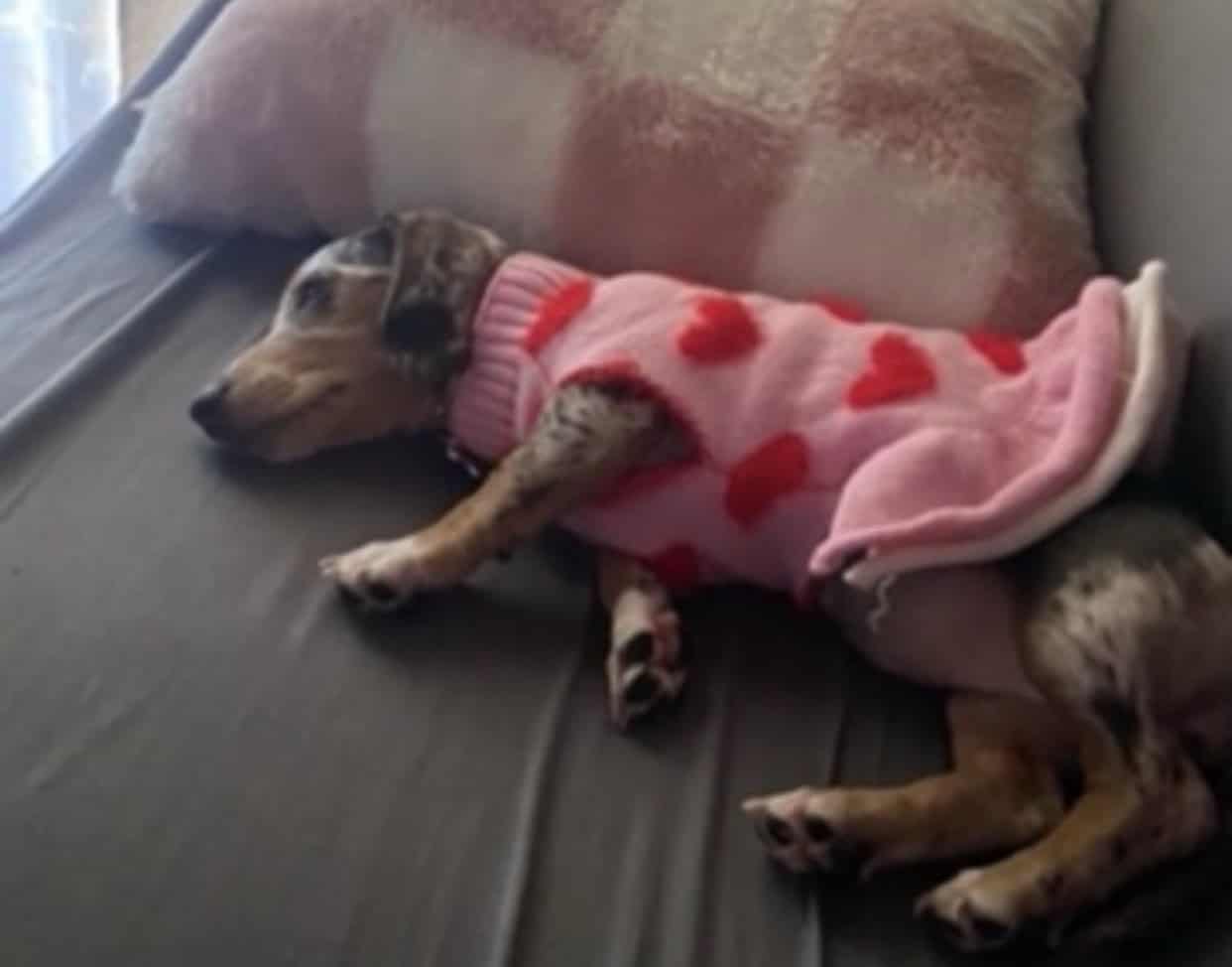 Mini dapple Dachshund ACA registered image 2