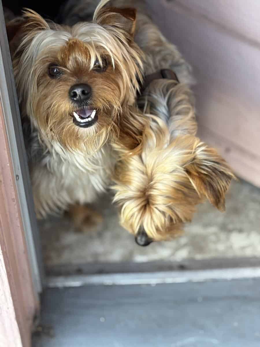 Amazing Bonded Yorkie brother image 11