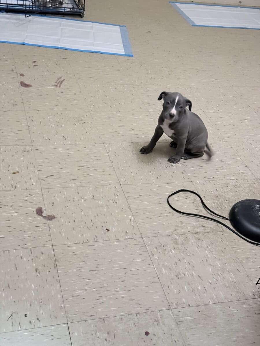 American PITBULL terrier bluenose female 9 weeks. image 5