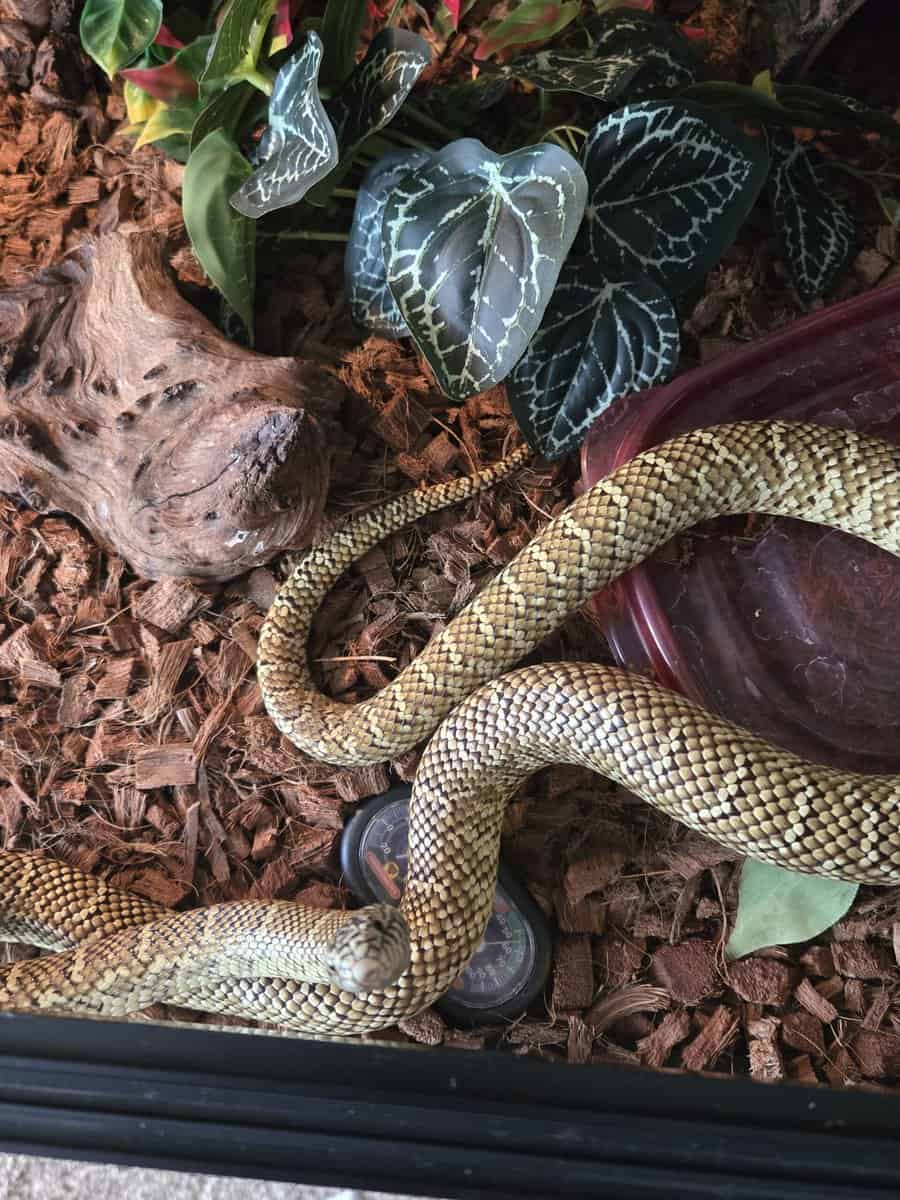 Kingsnakes image 1