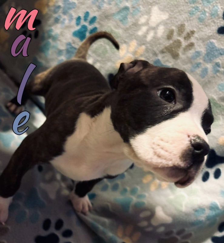 Adorable pitbull pups image 2