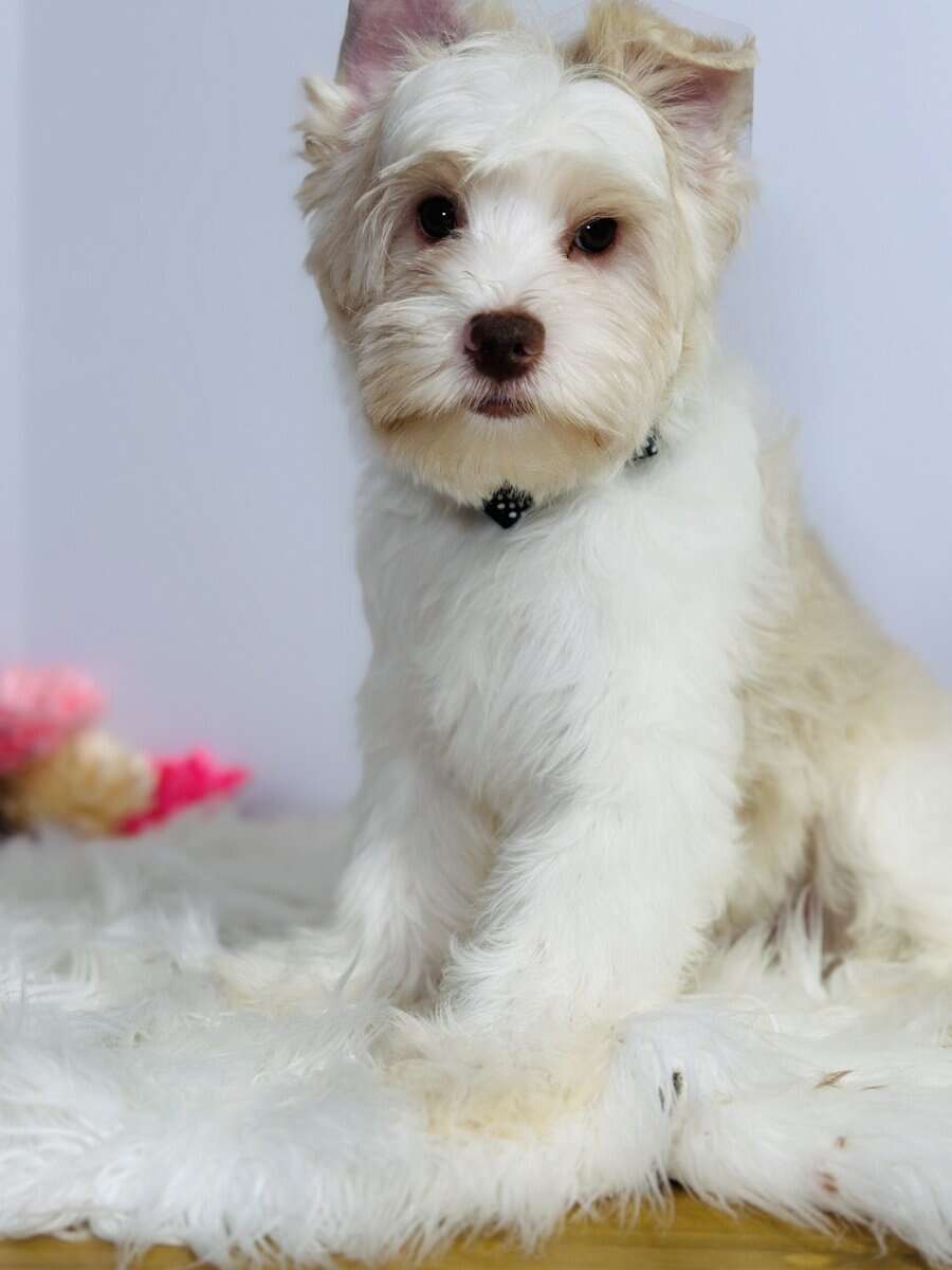 Blonde chocolate yorkie image 2